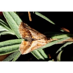 /filer/webapps/moths/media/images/A/angulalis_Zekelita_A_King_01.jpg