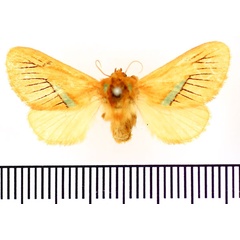 /filer/webapps/moths/media/images/V/viridiplaga_Delorachis_AF_BMNH.jpg