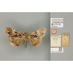 /filer/webapps/moths/media/images/C/complicata_Sypna_HT_BMNHa.jpg