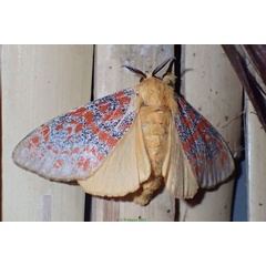 /filer/webapps/moths/media/images/G/gentilis_Mpanjaka_AM_Bippus.jpg