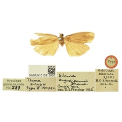 /filer/webapps/moths/media/images/P/pilosa_Ilema_HT_BMNH.jpg