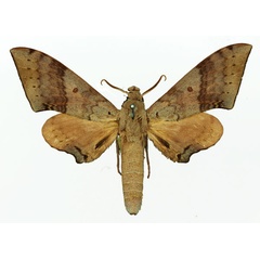 /filer/webapps/moths/media/images/P/prionites_Neopolyptychus_AM_Basquin_01a.jpg