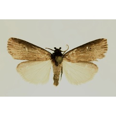 /filer/webapps/moths/media/images/T/tabida_Amazonides_AM_RMCA.jpg