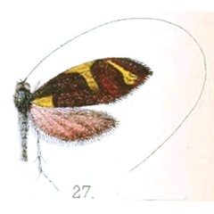 /filer/webapps/moths/media/images/P/parvella_Nemophora_AM_Walsingham_3-27.jpg