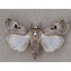 /filer/webapps/moths/media/images/A/abyssinia_Ariathisa_A_Butler.jpg