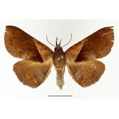 /filer/webapps/moths/media/images/S/saphobasis_Brachyherca_AF_Basquin.jpg