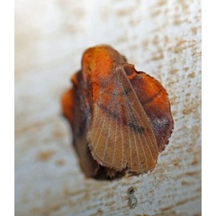 /filer/webapps/moths/media/images/I/igneotincta_Trichopisthia_A_Voaden.jpg