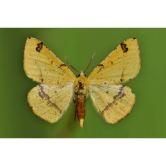 /filer/webapps/moths/media/images/S/subapicata_Lhommeia_A_Butler.jpg