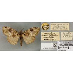 /filer/webapps/moths/media/images/H/hexamitobalia_Dasychira_AT_BMNHa.jpg