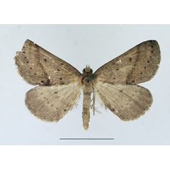 /filer/webapps/moths/media/images/L/leptophyes_Pareclipsis_AF_TMSA.jpg