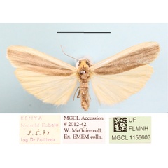 /filer/webapps/moths/media/images/G/gracilipennis_Lomilema_AM_MGCLa_02.JPG