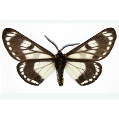/filer/webapps/moths/media/images/T/tippelskirchi_Sabalia_AM_MNHNb.jpg