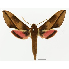 /filer/webapps/moths/media/images/N/nyikiana_Chaerocina_AM_Basquina.jpg