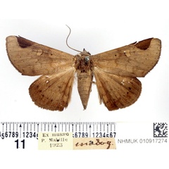 /filer/webapps/moths/media/images/A/anceps_Mecodinops_AM_BMNH.jpg