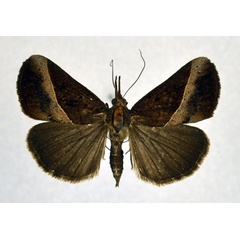/filer/webapps/moths/media/images/N/neoplyta_Hypena_A_NHMO.jpg