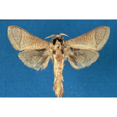 /filer/webapps/moths/media/images/I/isiroensis_Haberlandia_PTM_RMCA.jpg