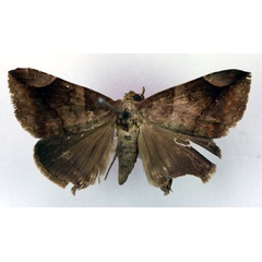 /filer/webapps/moths/media/images/C/conjuncturana_Dysgonia_HT_RMCA_03.jpg