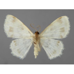 /filer/webapps/moths/media/images/E/elegans_Scopula_A_ZSM_02.jpg