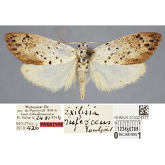 /filer/webapps/moths/media/images/R/rufescens_Exilisia_PT_BMNH.jpg