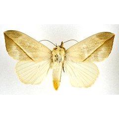 /filer/webapps/moths/media/images/A/allardi_Hypopyra_AM_NHMO.jpg