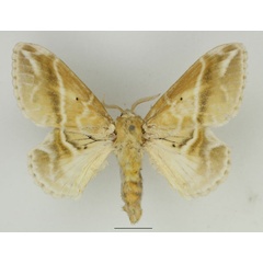 /filer/webapps/moths/media/images/K/koellikerii_Eucraera_AF_Basquin_01.jpg