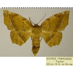 /filer/webapps/moths/media/images/D/docta_Hyalornis_AF_ZSMa.jpg