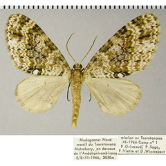 /filer/webapps/moths/media/images/E/ecrinita_Lobidiopteryx_AM_ZSMa.jpg