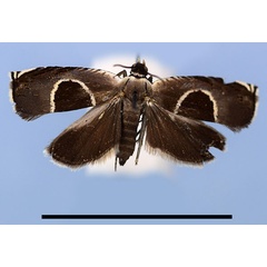 /filer/webapps/moths/media/images/M/minor_Cydia_AF_MRSN.jpg