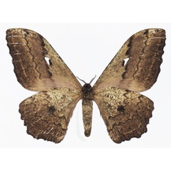 /filer/webapps/moths/media/images/E/ethra_Athletes_AF_Basquinb.jpg