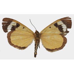 /filer/webapps/moths/media/images/T/triphaenoides_Metagarista_AF_Basquinb.jpg