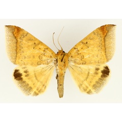 /filer/webapps/moths/media/images/A/albitermia_Achaea_AF_TMSA.jpg
