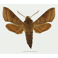 /filer/webapps/moths/media/images/L/laticornis_Basiothia_AF_Basquina.jpg