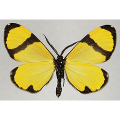 /filer/webapps/moths/media/images/C/chrysoptera_Terina_AM_ZSMb.jpg