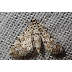 /filer/webapps/moths/media/images/F/foedalis_Metoeca_AF_Bippus.jpg