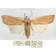 /filer/webapps/moths/media/images/L/longipennis_Leucania_AF_BMNH_01.jpg