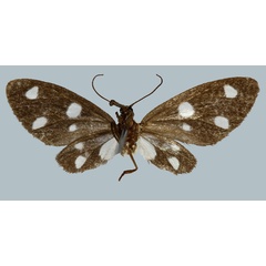 /filer/webapps/moths/media/images/P/perplexa_Melanonaclia_HT_MNHNb.jpg