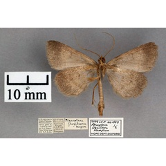 /filer/webapps/moths/media/images/F/flavilinea_Plecoptera_ST_OUMNH_02.jpg