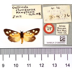 /filer/webapps/moths/media/images/K/kenyensis_Caffricola_HT_BMNH.jpg