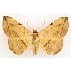 /filer/webapps/moths/media/images/C/capensis_Hypopyra_AF_TMSA_02.jpg
