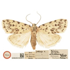 /filer/webapps/moths/media/images/A/albescens_Siccia_LT_BMNH.jpg