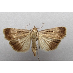 /filer/webapps/moths/media/images/E/exsiccata_Tathorhynchus_A_Baron.jpg