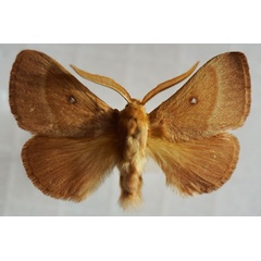 /filer/webapps/moths/media/images/T/trifolii_Lasiocampa_AM_Stroehle_03.jpg