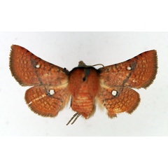 /filer/webapps/moths/media/images/B/binoculata_Dysodia_AF_TMSA.jpg