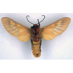 /filer/webapps/moths/media/images/R/rattrayi_Balacra_ST_BMNH_02.jpg