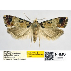 /filer/webapps/moths/media/images/A/africana_Cochylimorpha_PT_NHMO_01.jpg