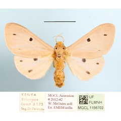 /filer/webapps/moths/media/images/D/decemmaculata_Paralacydes_A_MGCLa_02.JPG