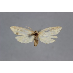 /filer/webapps/moths/media/images/O/olivascens_Exilisia_A_BMNH.jpg