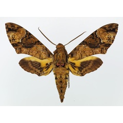 /filer/webapps/moths/media/images/F/fulvinotata_Coelonia_AM_Basquin_04.jpg