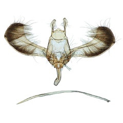 /filer/webapps/moths/media/images/S/strigillatus_Yponomeuta_GMPLT_BMNH_28367.jpg