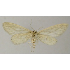 /filer/webapps/moths/media/images/R/relictata_Scopula_AF_ZSMb.jpg